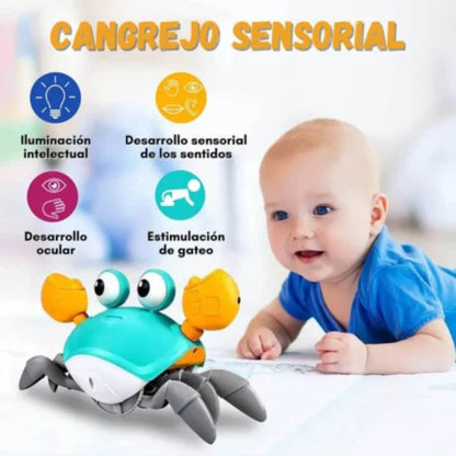 BabyCrab™ Cangrejo Didactico